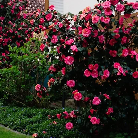 Apartment Im Garten Gengenbach Buitenkant foto