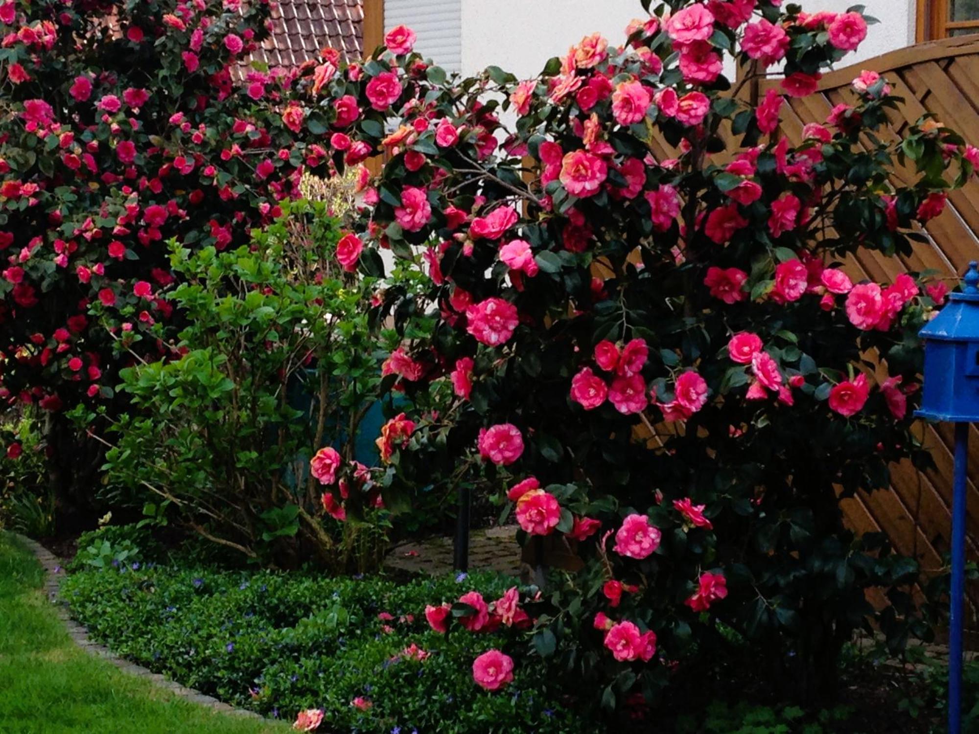 Im Garten Gengenbach